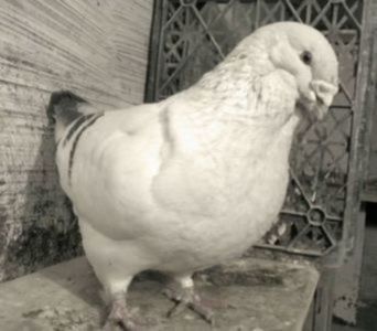 109103004_XTQIMUT3 - - A - EU