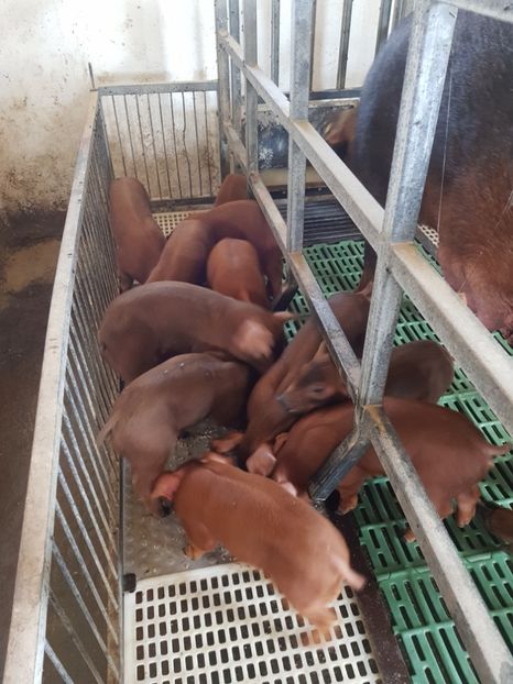  - Purcei Duroc 4 sapt 2018