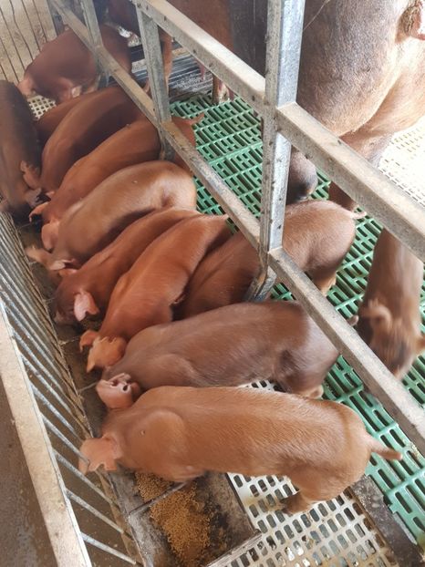  - Purcei Duroc 4 sapt 2018