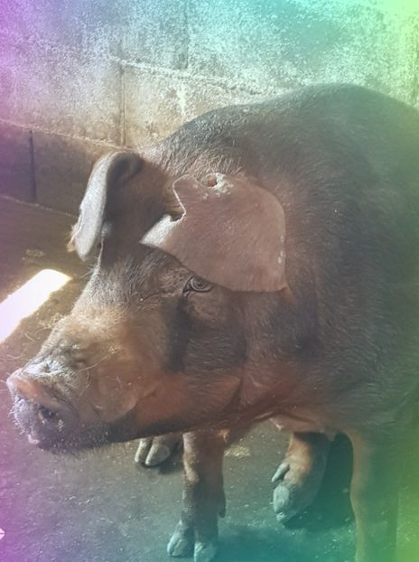  - Purcei Duroc 4 sapt 2018