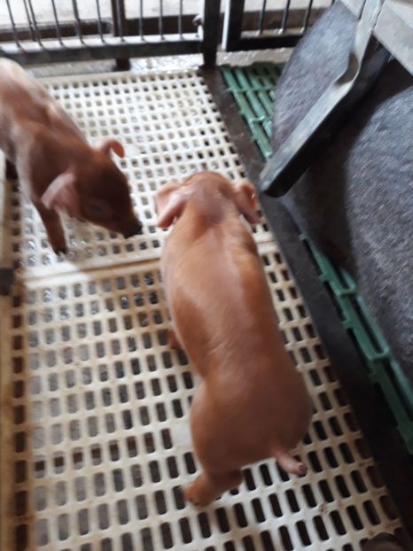  - Purcei Duroc 4 sapt 2018