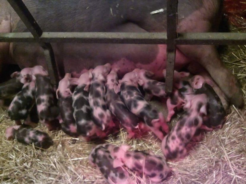 received_2654719908087191 - Purcei Pietrain 2018