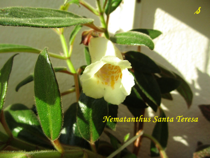 Nematanthus Santa Teresa(25-09-2018) - Gesneriaceae 2018