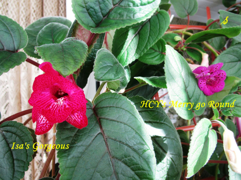 Isa s Gorgeous si HCY's Merry go Round(25-09-2018) - Sinningii 2018