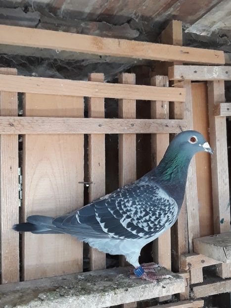 779 - 0509779-14 Porumbelul Anului