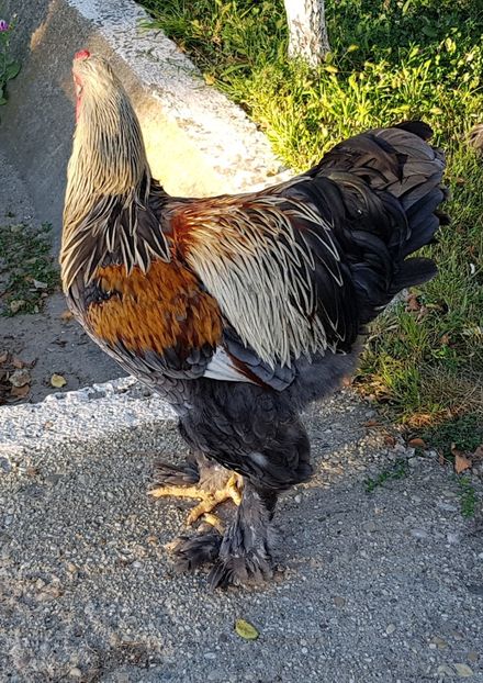  - a__Pui si tineret brahma 2018