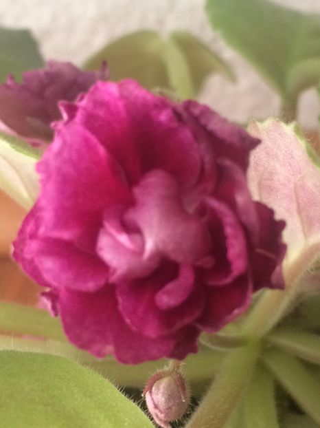 Getsorginea sau Moroznaja Vishnea ? - A-Ajutor la identificat violete si alte plante