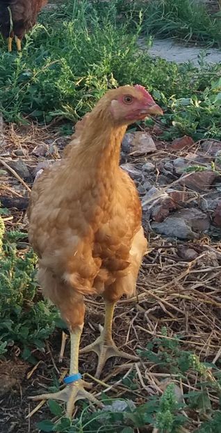  - Pui Plymouth 2018 - 2021