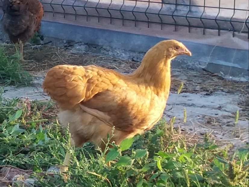  - Pui Plymouth 2018 - 2021