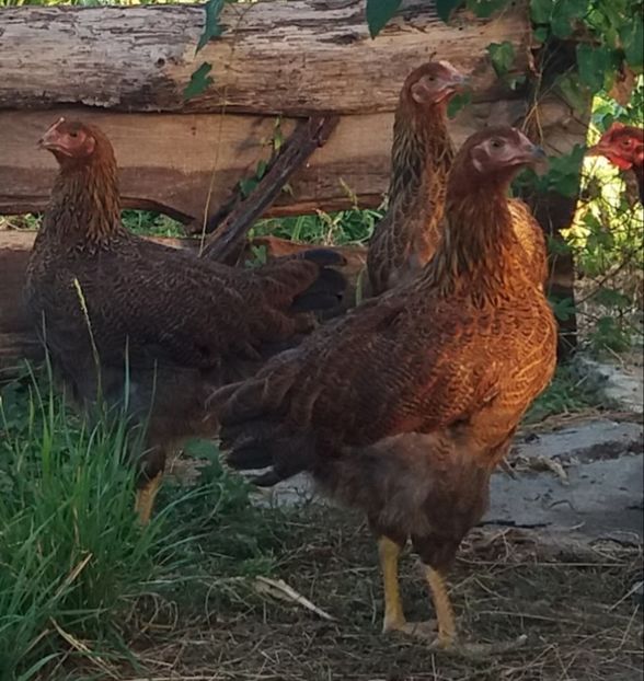  - Pui Plymouth 2018 - 2021