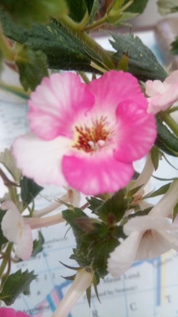 Rozi Roza - Rozi Roza