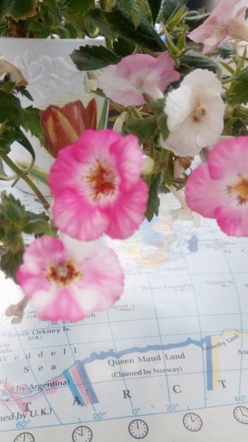 Rozi roza - Rozi Roza