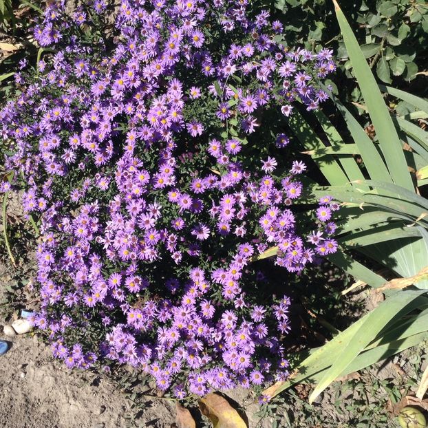 image - Aster 2018