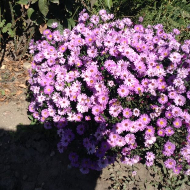 image - Aster 2018