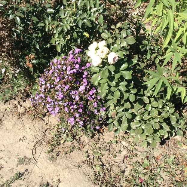 image - Aster 2018