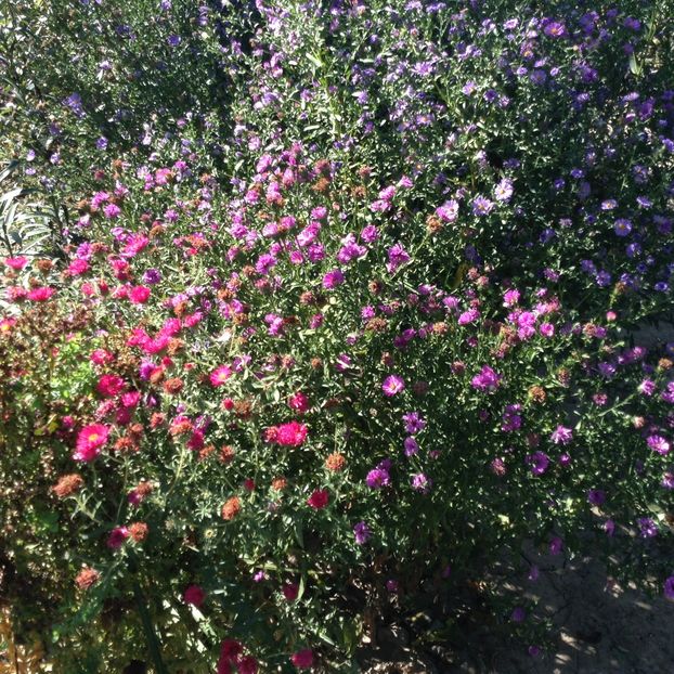 image - Aster 2018