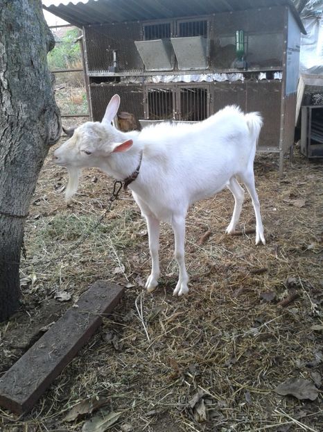 Fotografie0132  (1) - e---tapul mitica