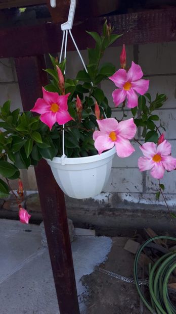 BCF7F0CF-8692-42B3-8BE2-0A4283F8EE50 - diverse plante de camera