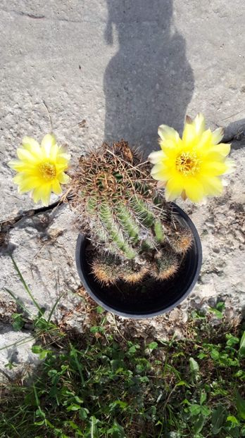 33B8EA6B-7B2A-46CD-BAED-6C59E8402484 - diverse plante de camera