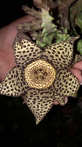 C99A657C-5769-4C1E-91DF-4550820EAB16 - diverse plante de camera