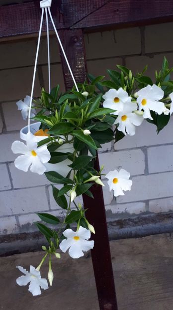 8296757B-D829-4171-80C9-BEE301D56B8B - diverse plante de camera