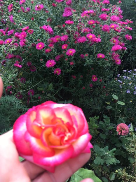 7D310F5B-EEC0-4A24-A22D-1A4EC59C9CEC - Trandafiri 2018 III