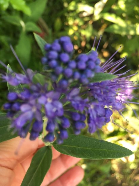 39709E20-BFBC-40E8-845B-D609E0E3DC15 - Arbuști 2018