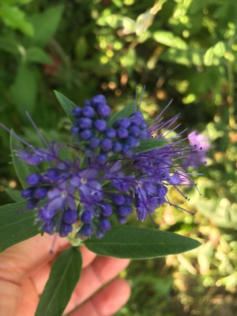 2E9BC92B-0A95-4CC2-828C-3B0615C3DA40 - Arbuști 2018