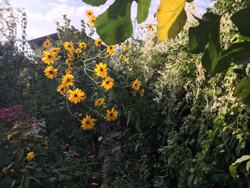 F2126B3B-1FC9-46C4-8F19-197316ABF058 - Arbuști 2018