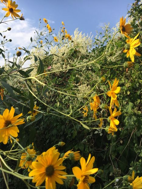 C769CA4E-7CF0-4C80-ADC0-8744F5954CDE - Arbuști 2018