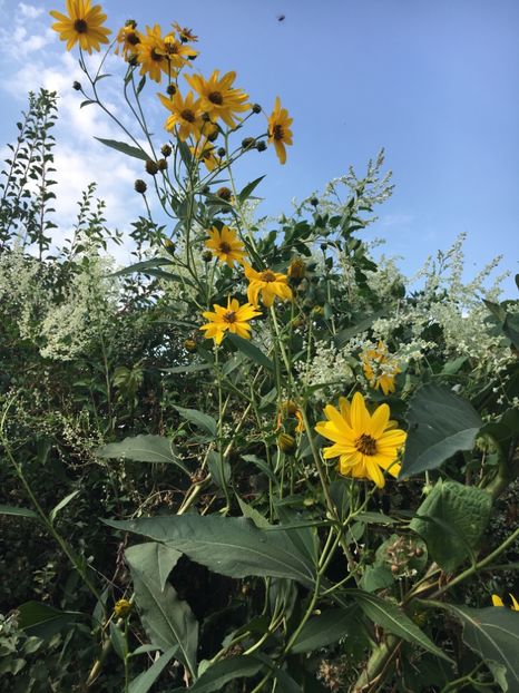 3D345AFE-8D92-49DD-A977-6F379D3A239E - Arbuști 2018
