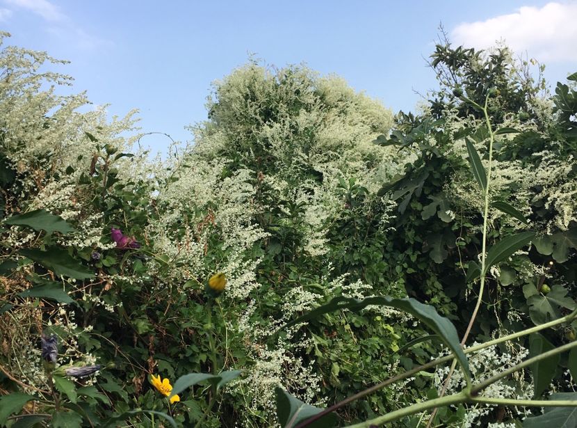7133A8BF-A398-4F40-A65E-5585E59632C3 - Arbuști 2018