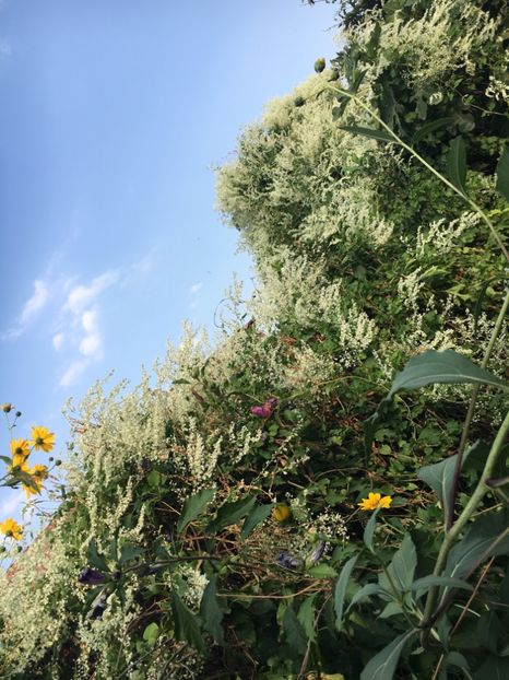 A6C20565-FC0F-4CCF-BE18-3F51A94ADA3F - Arbuști 2018