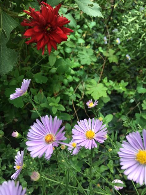 DE657722-6FF1-41AB-89EA-2C120A5914FD - Septembrie 2018