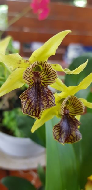 Dendrobium Green Elf - Orhideele mele 2018