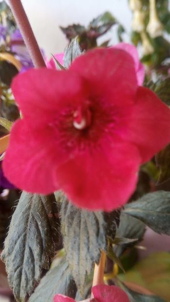  - Indian summer-pierdut