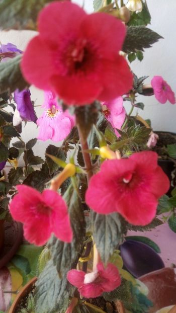  - Indian summer-pierdut