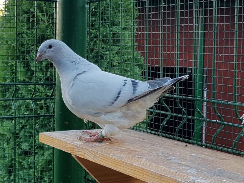 F-2018-4783 - 0-VRdF-TINERET-2018