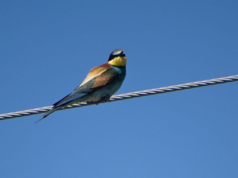 22.06 - a-vizitatorii gradinii 2018