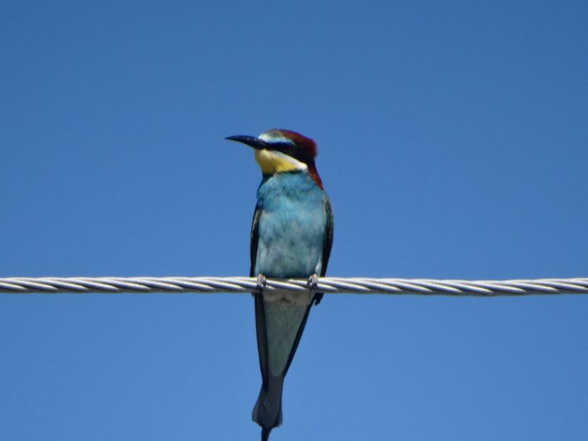  - a-vizitatorii gradinii 2018