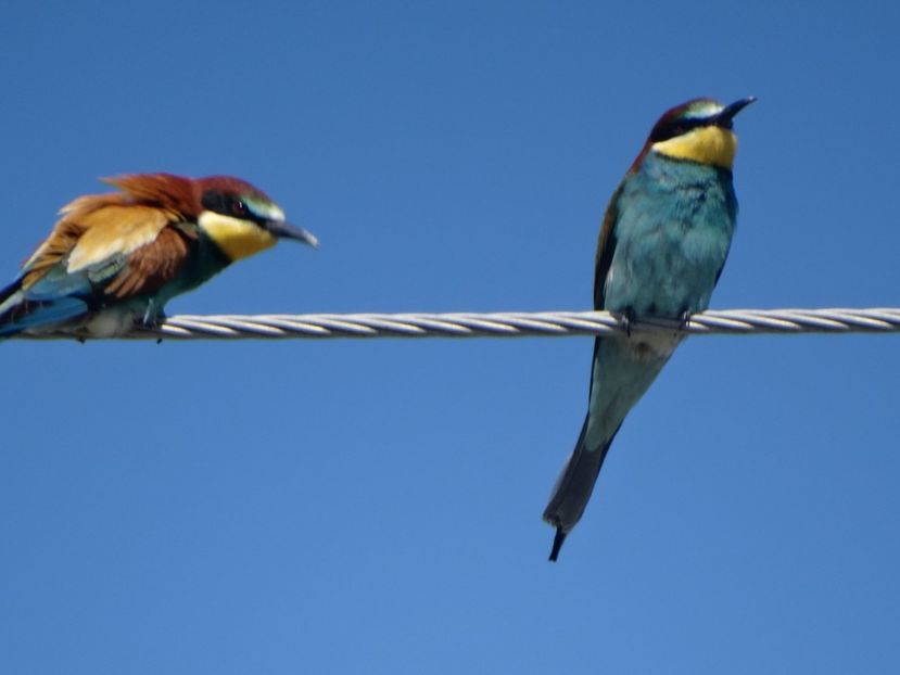  - a-vizitatorii gradinii 2018