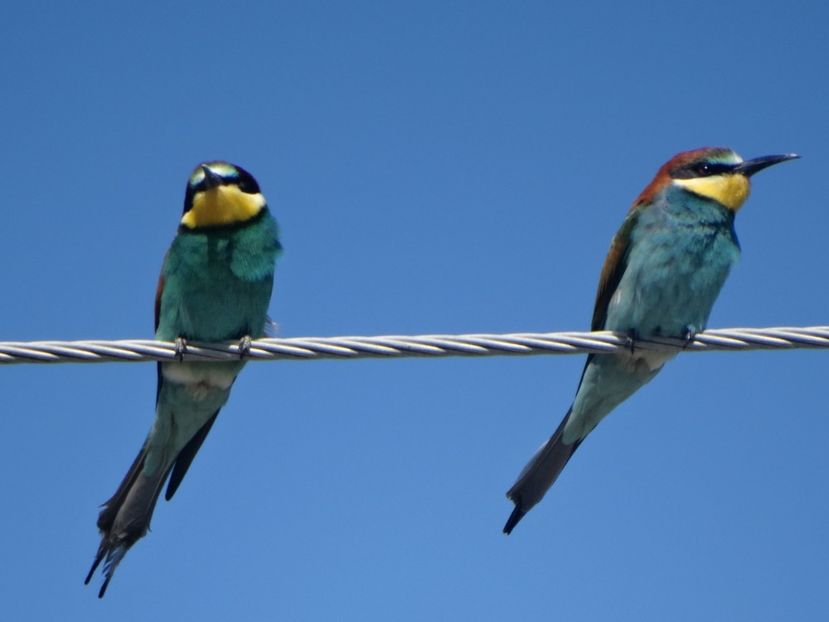  - a-vizitatorii gradinii 2018