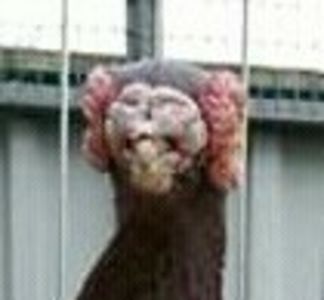  - B E R B E R I  ---    BARBS  PIGEONS