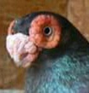  - B E R B E R I  ---    BARBS  PIGEONS