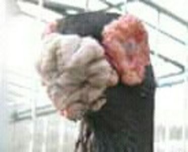  - B E R B E R I  ---    BARBS  PIGEONS