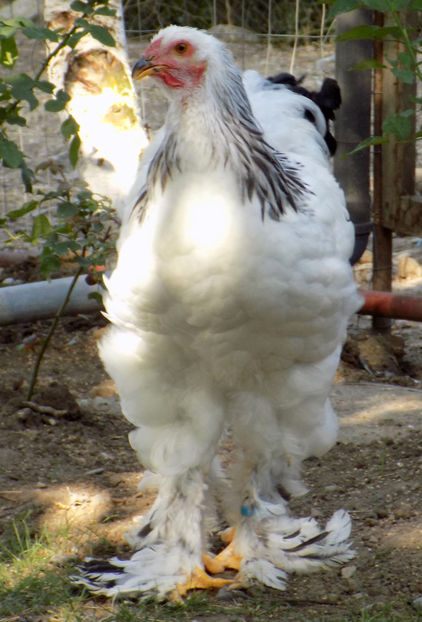  - VIITOR SPERANTE PTR 2019