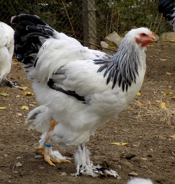  - VIITOR SPERANTE PTR 2019