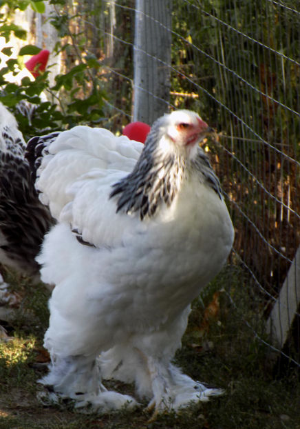  - VIITOR SPERANTE PTR 2019