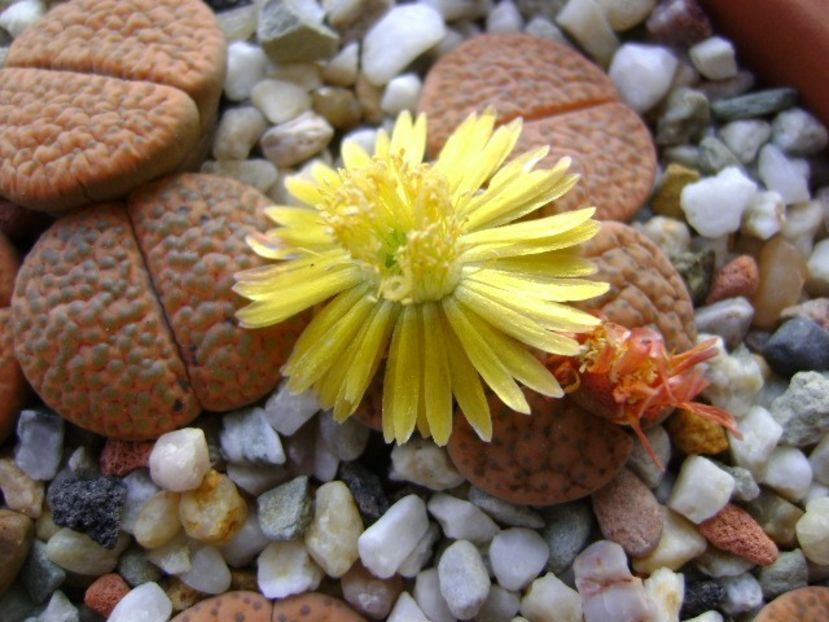 Lithops fulviceps - Suculente 2018