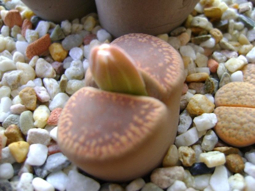 Lithops - Suculente 2018